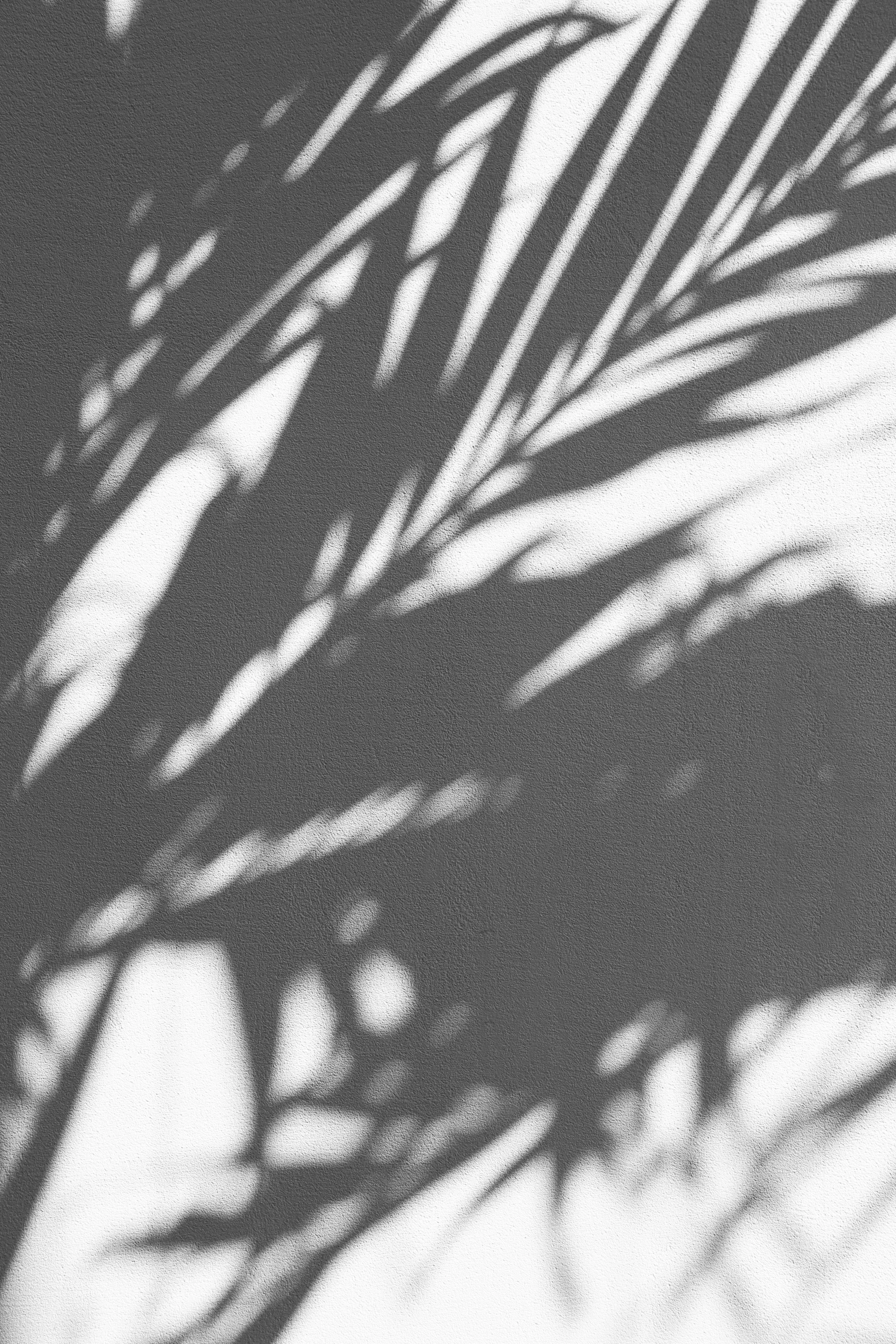 Palm-leaf shadows across a pale wall